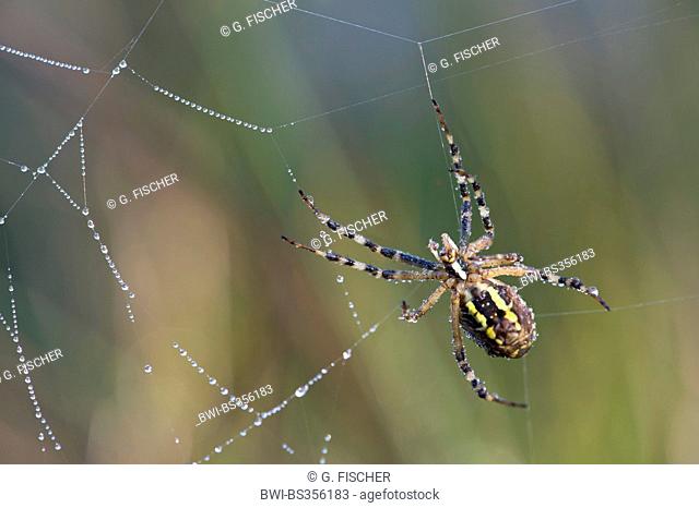 black-and-yellow argiope, black-and-yellow garden spider (Argiope bruennichi), spider in web with morning dew, Switzerland, Versoix