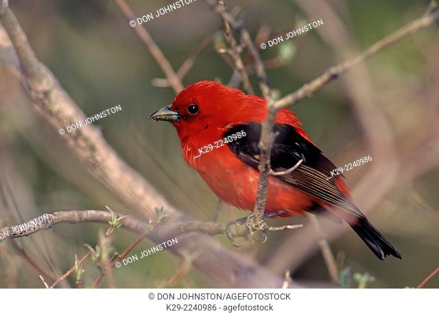 Scarlet tanager (Piranga olivacea) Adult male bird in breeding plumage, Pt. Pelee NP, Ontario, Canada