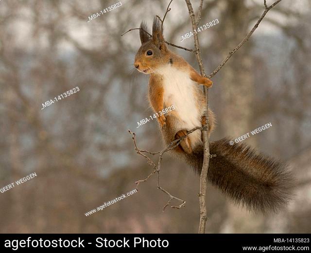 close up of red squirrel standing, holding and climbing in branch