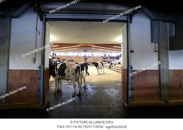13 November 2019, Bavaria, Buchloe: Young cows to be auctioned off will be presented to interested parties at a breeding cattle auction in the Schwabenhalle