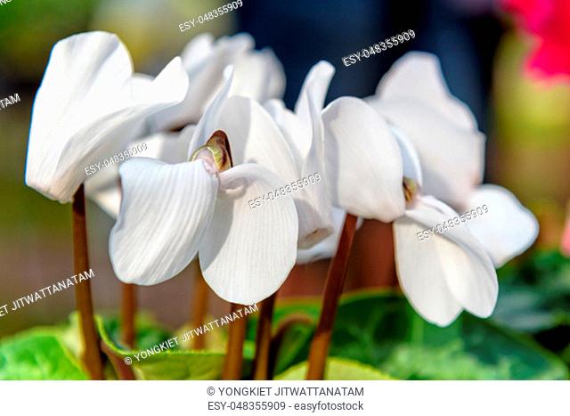 Close-up beautiful white Cyclamen, Cyclamen Persicum, Persian Cyclamen flower