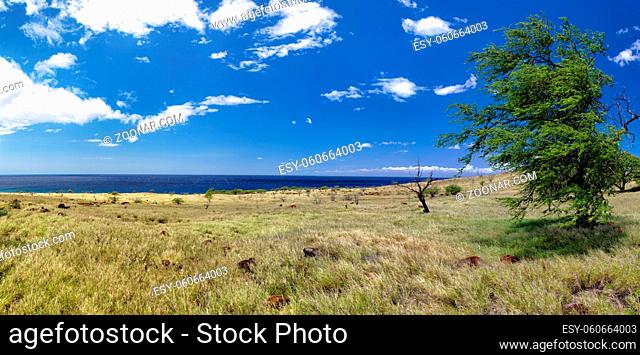Küstenlandschaft auf Big Island, Hawaii, USA. Coastal landscape on Big Island, Hawaii, USA