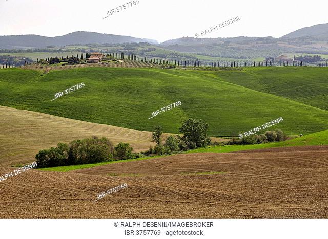 Hilly landscape of the Crete Senesi region, Chiusure, Province of Siena, Tuscany, Italy