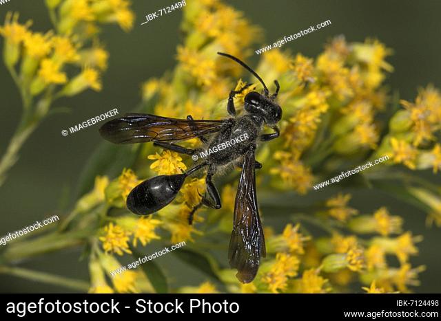 Grass carrying wasp (Isodontia mexicana) on Canada goldenrod (Solidago canadensis) Baden-Württemberg, Germany, Europe