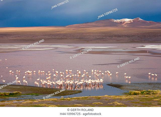Laguna Colorado, Bolivia, Altiplano, flamingos