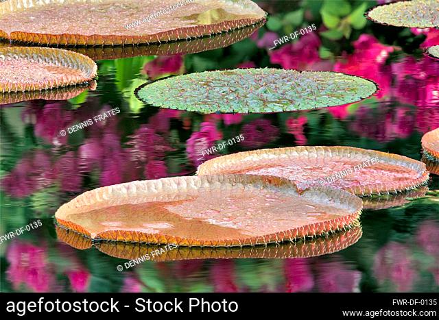 Tropical lily pads in pond with reflected bougainvillaea flowers, Hughes Water Gardens, Oregon, USA