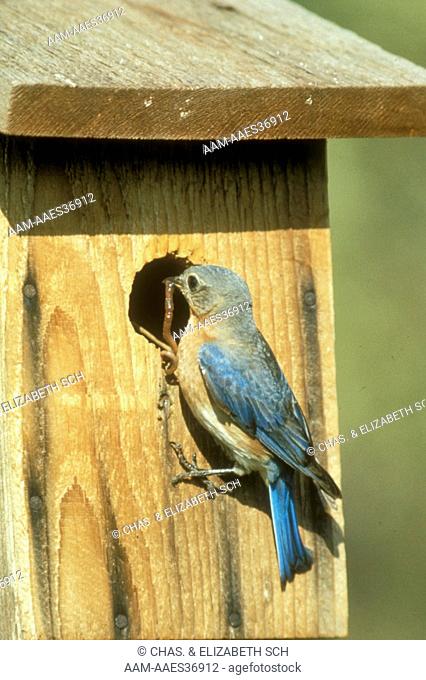 Eastern Bluebird (Sialia sialia)