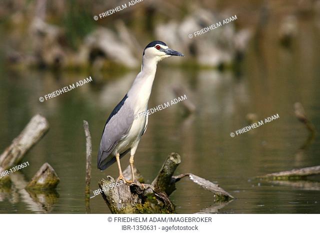Black-crowned Night Heron (Nycticorax nycticorax) perched on a root in the water, Hungary, Europe