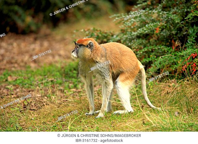 Patas Monkey, Wadi Monkey or Hussar Monkey (Erythrocebus patas patas), native to Africa, adult, captive, Apeldoorn, Gelderland, The Netherlands
