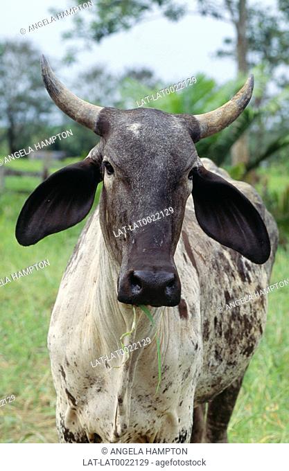 The Indo-Brazilian cow, has long, large, pendulous ears that make it easy to identify. It is a type of Zebu, which was developed in Brazil