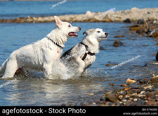 A White Swiss Shepherd domestic dog (canis lupus familiaris) and a young Alaskan Malamute, running side by side through the water, FCI Standard No