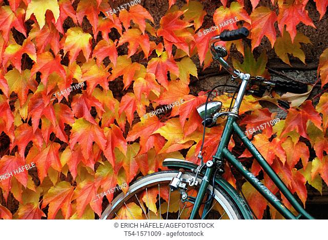 A bicycle is on a wall with colorful foliage