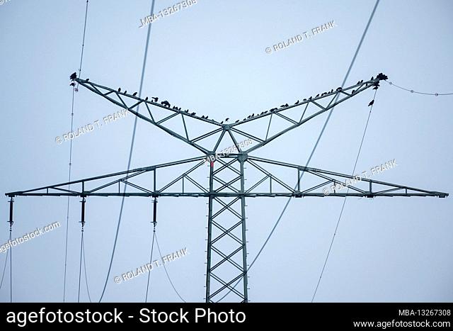 Germany, Lower Saxony, East Frisia, starlings on a power pole