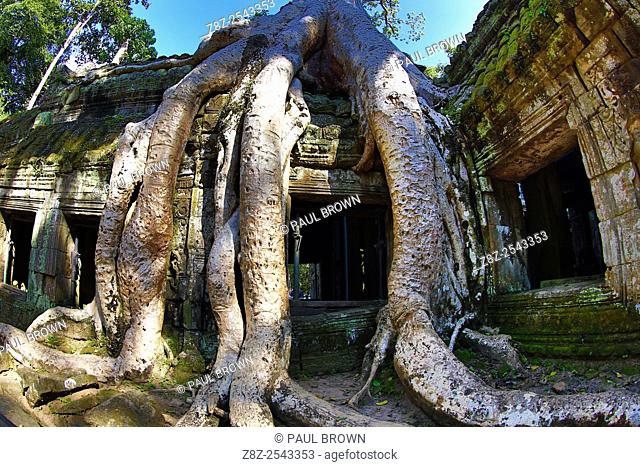 Giant tree roots at Ta Phrom, Khmer Temple in Angkor, Siem Reap, Cambodia