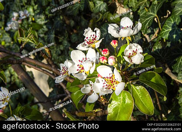 Pear cultivar Pyrus communis 'Bohemica' flowering in Pruhonice, Czech Republic on April 26, 2022. (CTK Photo/Libor Sojka)