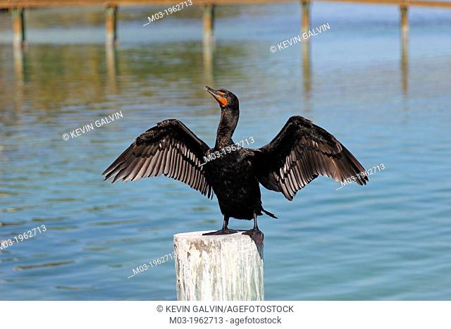 Florida Keys USA Birds Double Crested Cormorant Phalacrocorax Auritus on wharf piling
