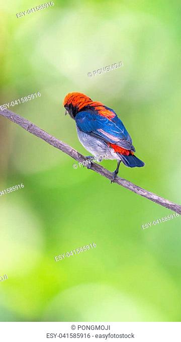 Bird (Scarlet-backed Flowerpecker, Dicaeum cruentatum) male black color with red streak down its back perched on a tree in a nature wild