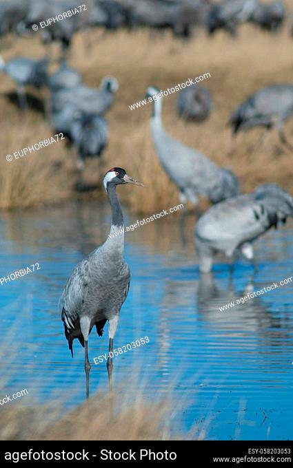 Common crane Grus grus in a lagoon. Gallocanta Lagoon Natural Reserve. Aragon. Spain