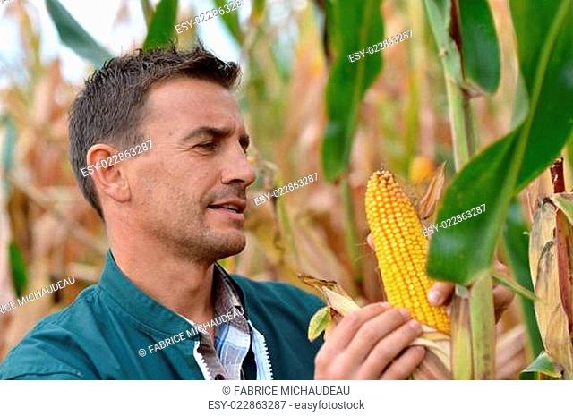 Farmer in field checking on corncobs