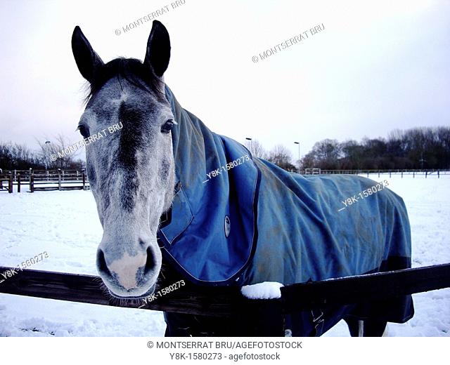 Horse with blue coat and snow