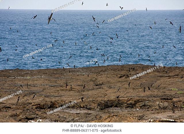 Galapagos Storm Petrel's, nesting colony on Genovesa Island
