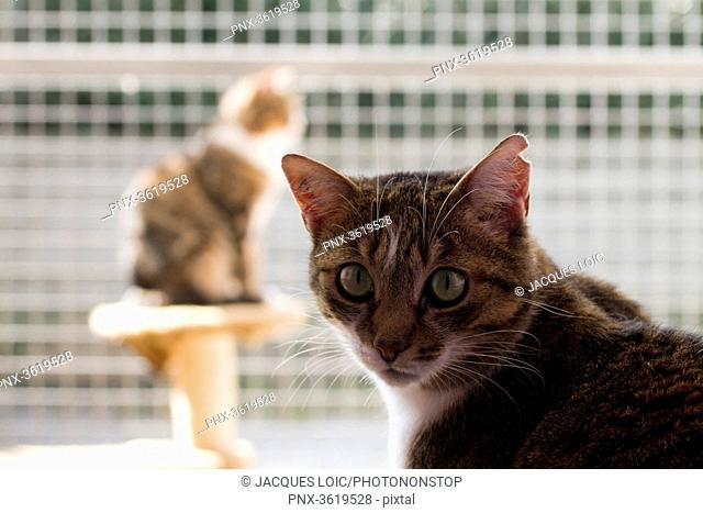 France, cats in a refuge for animals (SPA)