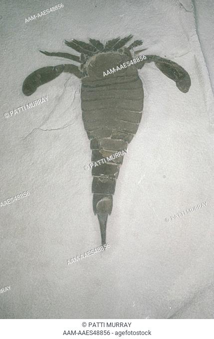 Fossil, Eurypterid or Sea Scorpion