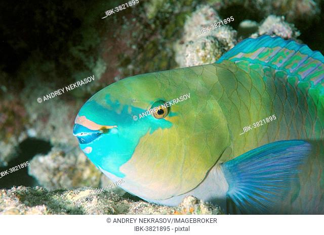 Bleeker's Parrotfish (Chlorurus bleekeri), Red Sea, Egypt