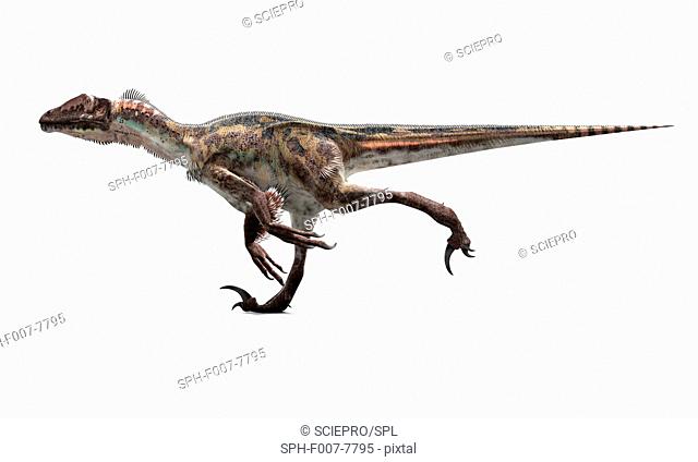 Utahraptor dinosaur, computer artwork