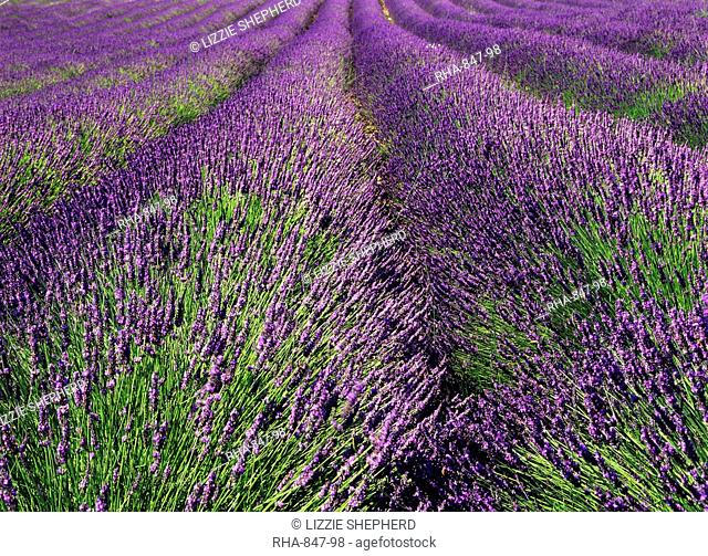 Furrows of purple and green in a lavender field near Apt, Provence, France, Europe