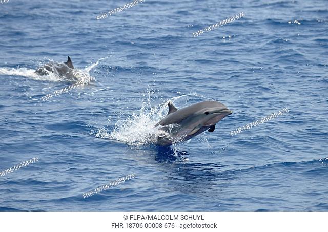 Fraser's Dolphin (Lagenodelphis hosei) two adults, leaping from sea, Bali, Lesser Sunda Islands, Indonesia, October