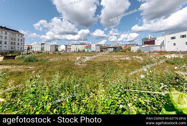 03 September 2023, Hamburg: Scrub grows on the wasteland at Spielbudenplatz. After the demolition of the Esso buildings, 200 new apartments were to be built...
