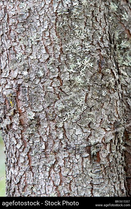 Washington Hawthorn (Crataegus phaenopyrum) close-up of trunk, Escada Escondida Botanical Garden, Rio Negro Province, Argentina, South America