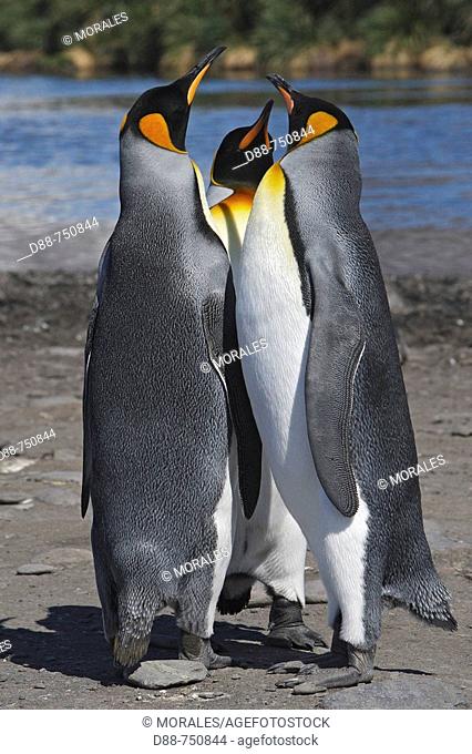 King Penguin (Aptenodytes patagonica). Salisbury Plain, South Georgia, SGSSI, UK