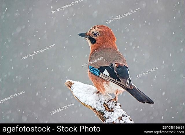Eurasian jay, garrulus glandarius, sitting on branch during the snowstorm. Colorful bird resting on snowy bough from back