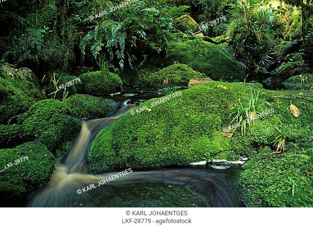 Stream and moss covered rocks in the rainforest, Oparara Basin, West Coast, South Island, New Zealand, Oceania