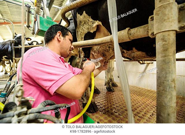 milking cows for cheese manufacture Binibeca artesanall Jaume Pons - denomination of origin craftsman-farm Alcaiduset Mahon, Alaior, Menorca, Balearic Islands
