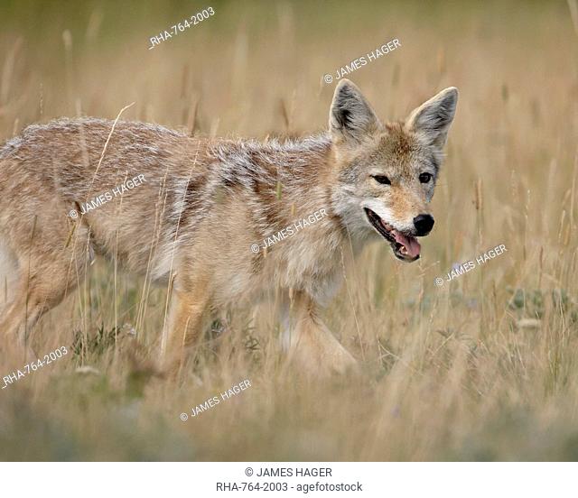 Coyote Canis latrans, Waterton Lakes National Park, Alberta, Canada, North America