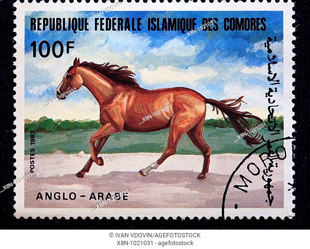 Anglo-Arabian horse, postage stamp, Comoros, 1983