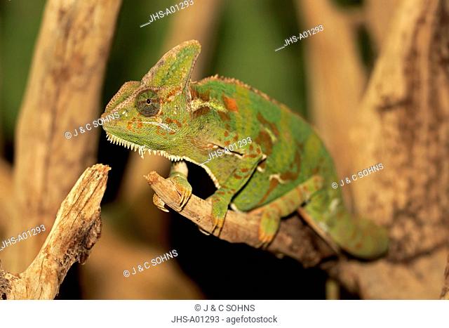 Veiled chameleon, (Chamaeleo calyptratus), adult male, on tree, Arabian Peninsula