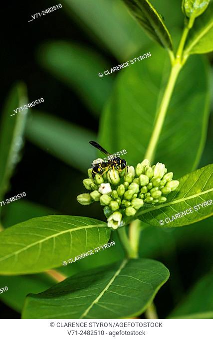Potter Wasp (Euodynerus hidalgo) Feeding on Indian Hemp (Apocynum cannabinum) Flower