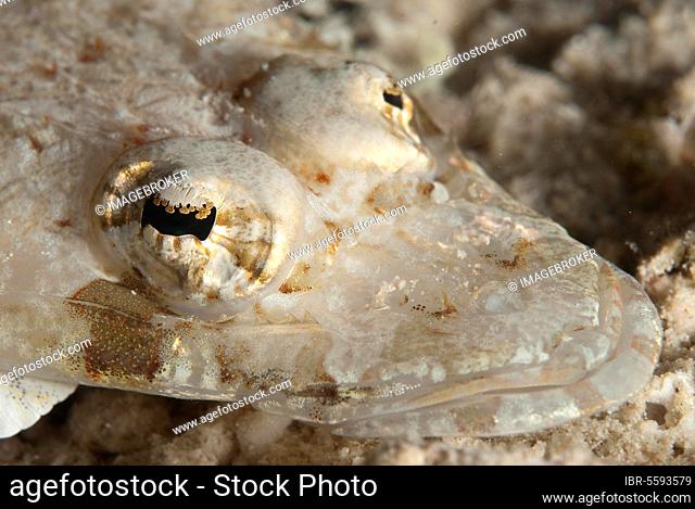 Longsnout flathead (Thysanophrys chiltonae), Longnose Crocodilefish, Crocodilefish, Crocodilefish, Other Animals, Fish, Animals, Dragonfish