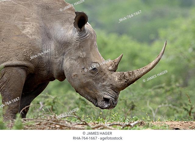 White Rhinoceros Ceratotherium simum, Hluhluwe Game Reserve, South Africa, Africa