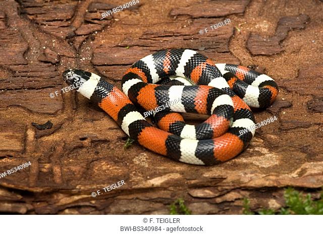Pueblan Milk Snake (Lampropeltis triangulus campbelli), lying on a tree trunk