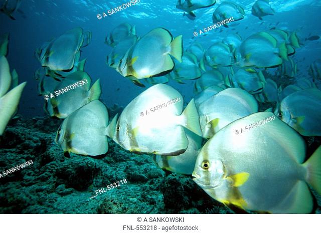 School of Orbicular Batfish Platax orbicularis swimming underwater, Sipadan Island, Malaysia