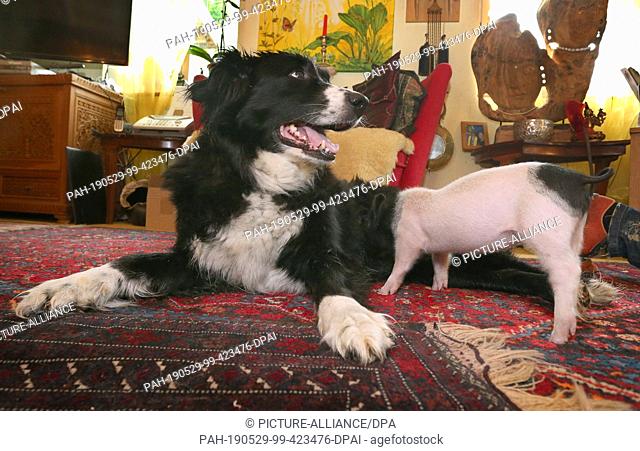 28 May 2019, Bavaria, Immenstadt: Bitch Molly suckles the barely six weeks old piglet Rosa. The Border Collie bitch feeds the piglet