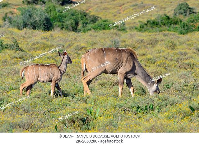 Greater kudus (Tragelaphus strepsiceros), young following his mother grazing, Addo Elephant National Park, Eastern Cape, South Africa, Africa