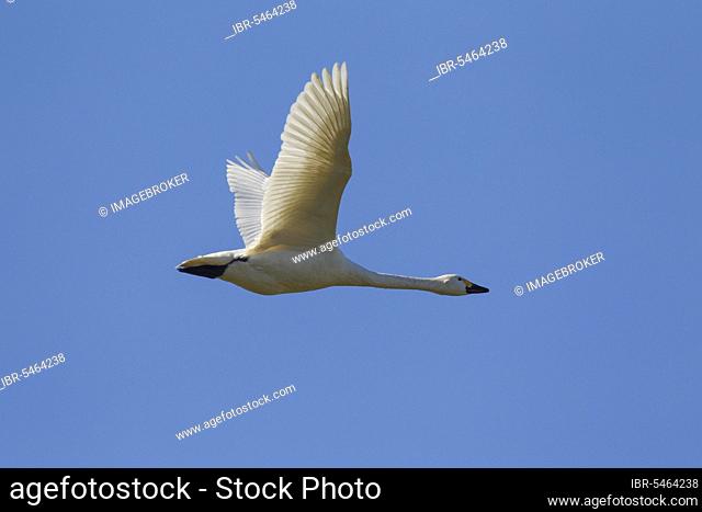 Tundra swan (Cygnus bewickii) (Cygnus columbianus), tundra swan in flight against blue sky