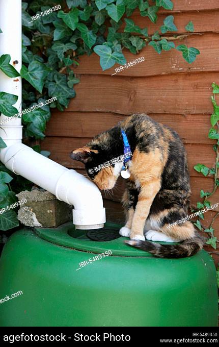 Domestic cat, tortie, rubbing head on downpipe, on water barrel, England, collar