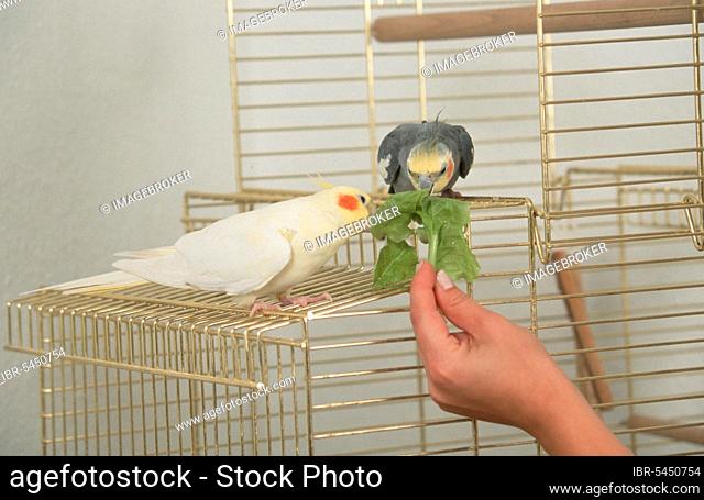 Cockatiels (Nymphicus hollandicus), pair in cage, fetching lettuce